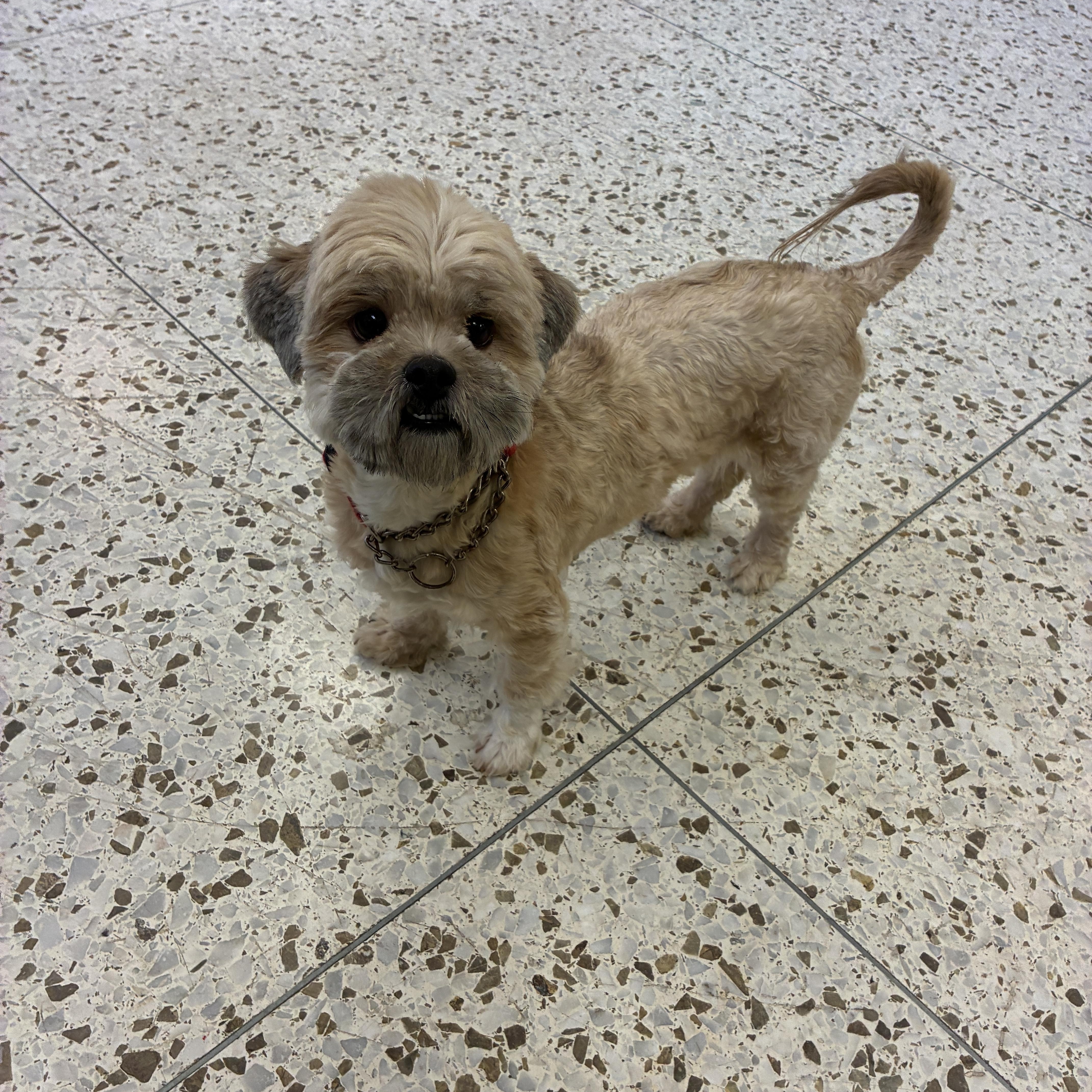 Enlarge Bissell 4289, an adopted mixed breed in Phoenix, AZ image 2/3