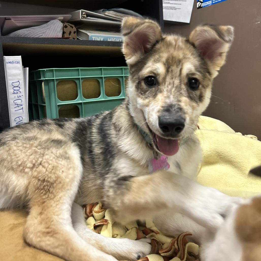 Pharaoh, Adoptable, Puppy Male Husky & Mixed Breed.
