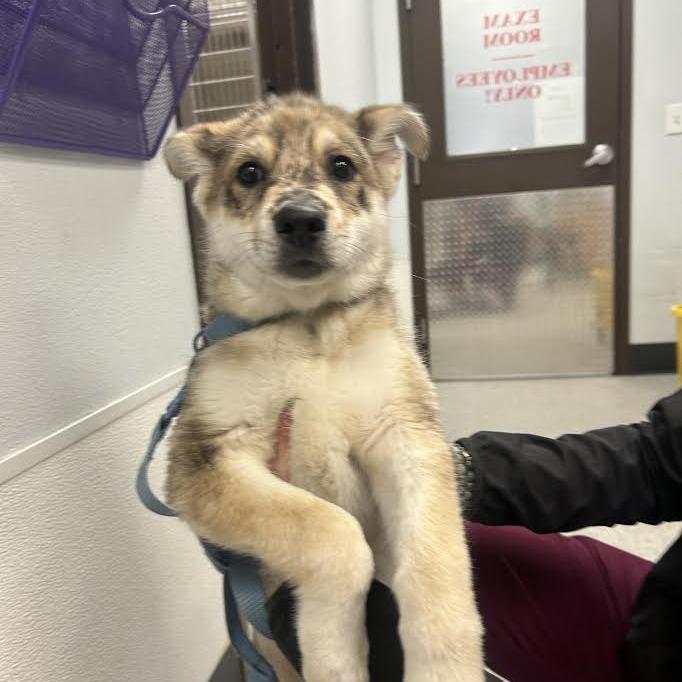 Enlarge Pharaoh, a Adoptable mixed breed in Durango, CO image 2/2