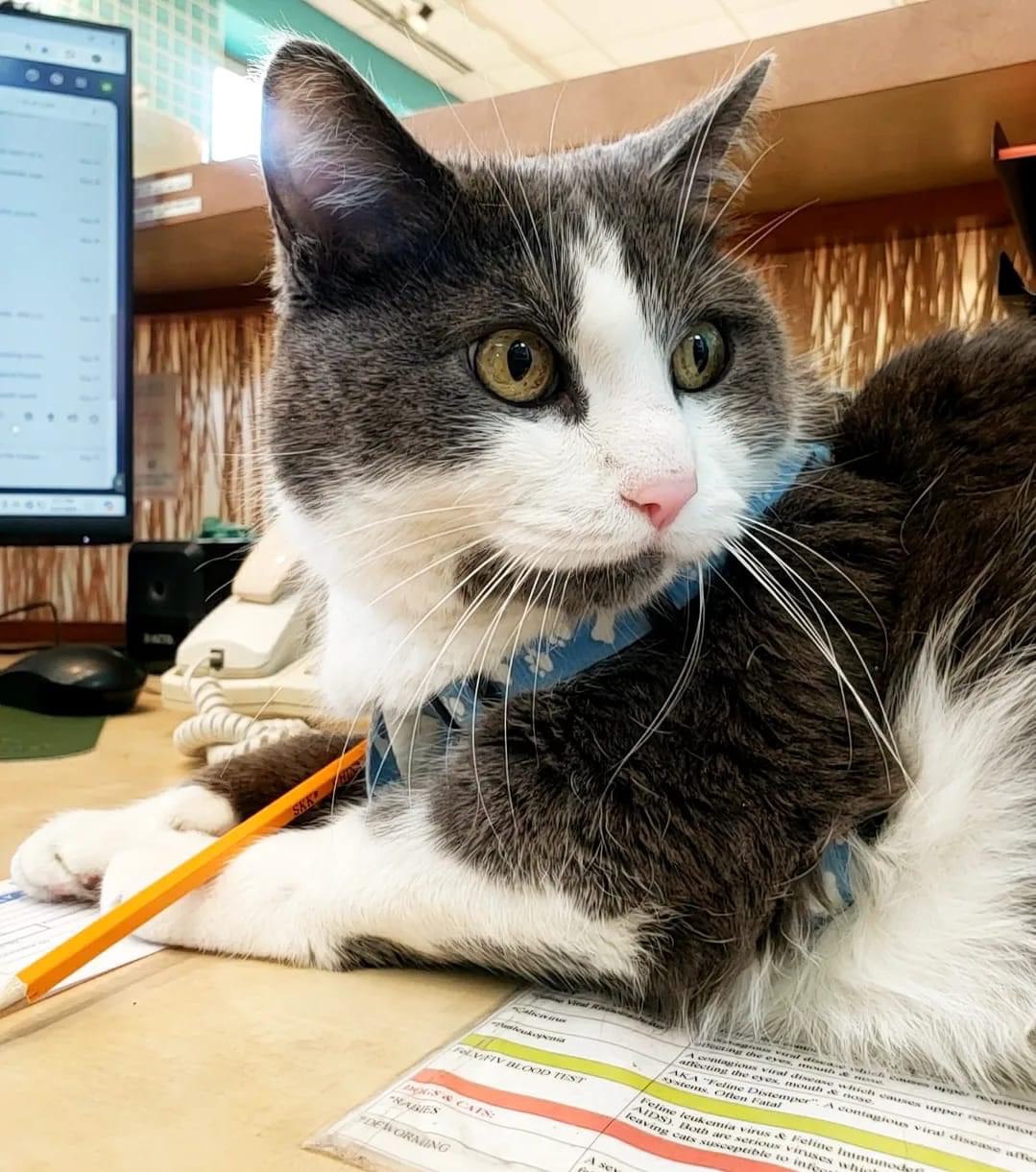 Cat for adoption Lady Stardust, a Domestic Medium Hair in Wheeling