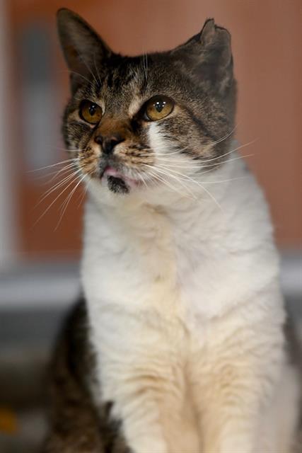 BIG FRANK, Adoptable, Adult Male Domestic Short Hair.