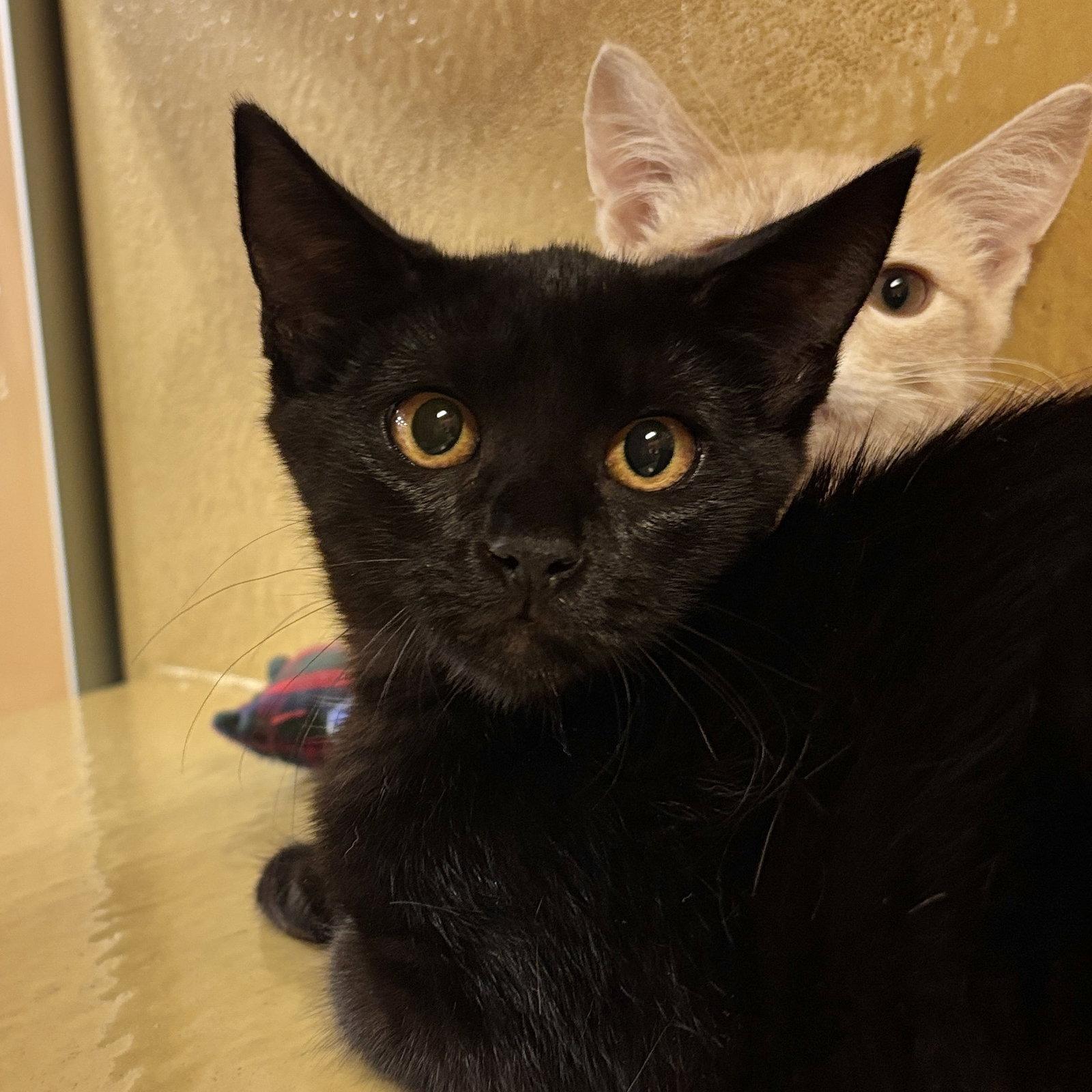 Kitty Softpaws, Adoptable, Kitten Female Domestic Short Hair.