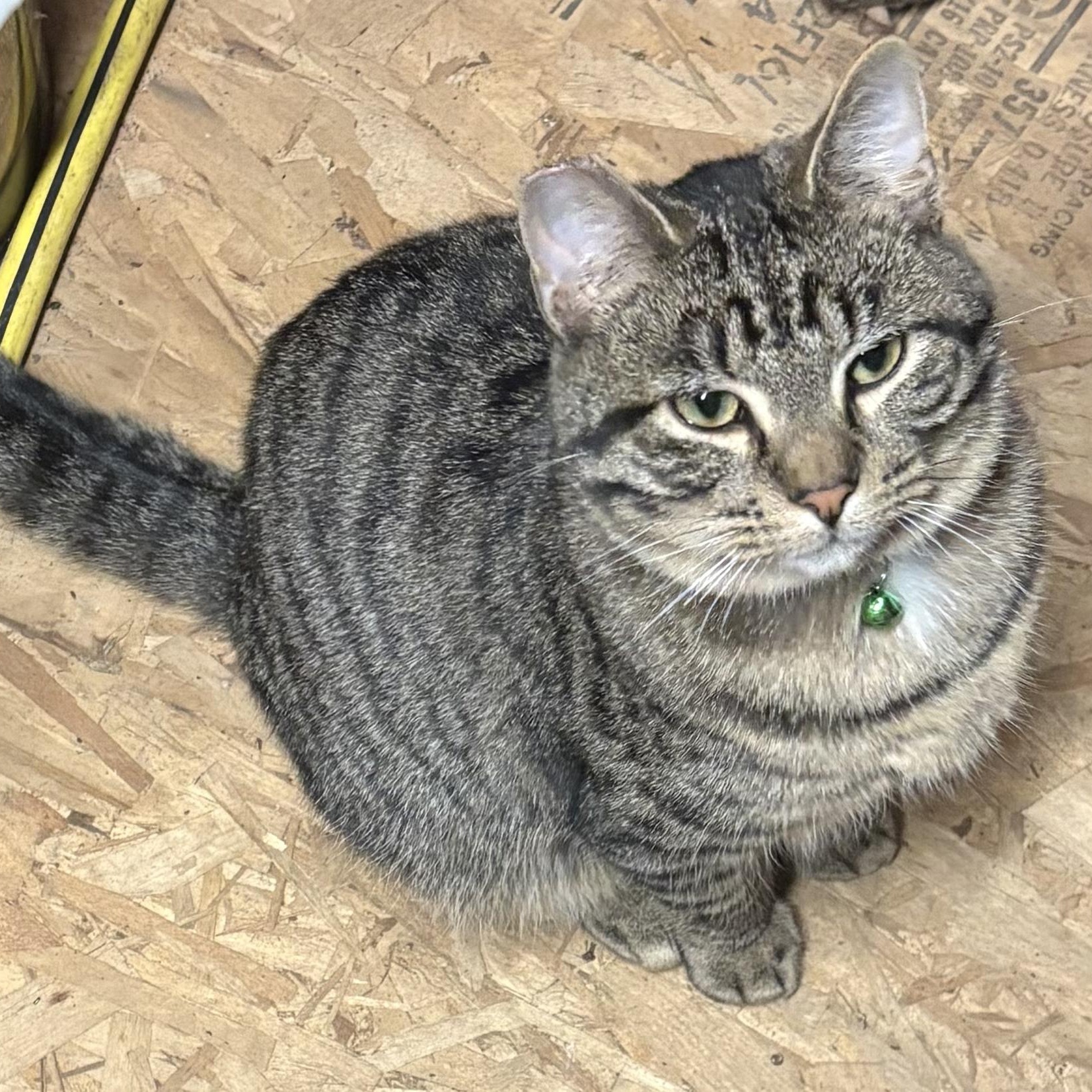 Enlarge Big Boy, a ADOPTABLE Domestic Short Hair in Unionville, MO image 1/2