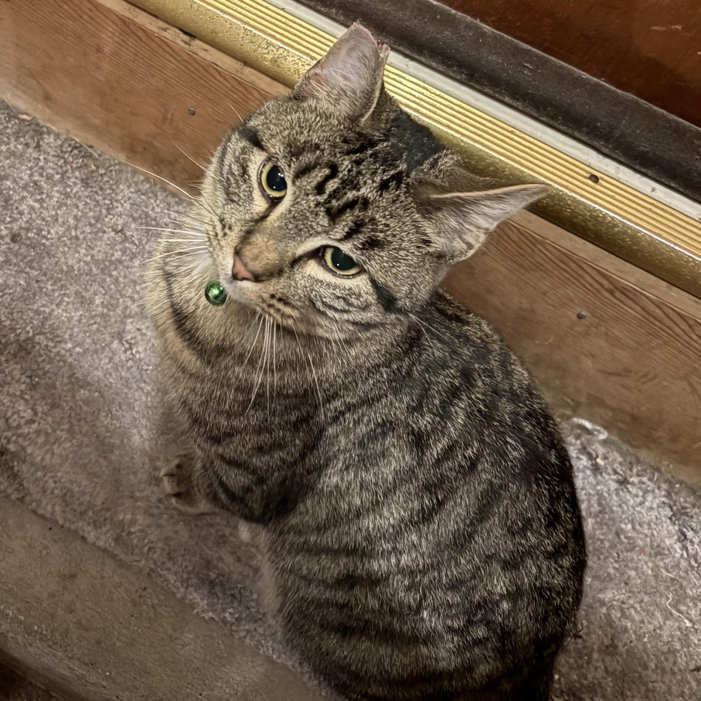 Enlarge Big Boy, a ADOPTABLE Domestic Short Hair in Unionville, MO image 2/2