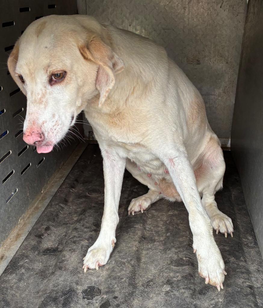 Harper, Adoptable, Adult Female Hound.