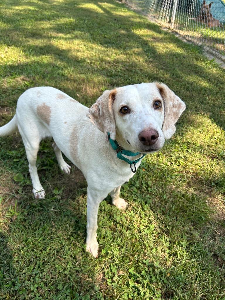 Harper, a Adoptable Hound in Mineral, VA image 2/2