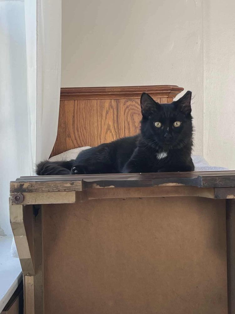 Enlarge Miss Puddin, a Adoptable Domestic Medium Hair in Kannapolis, NC image 1/5