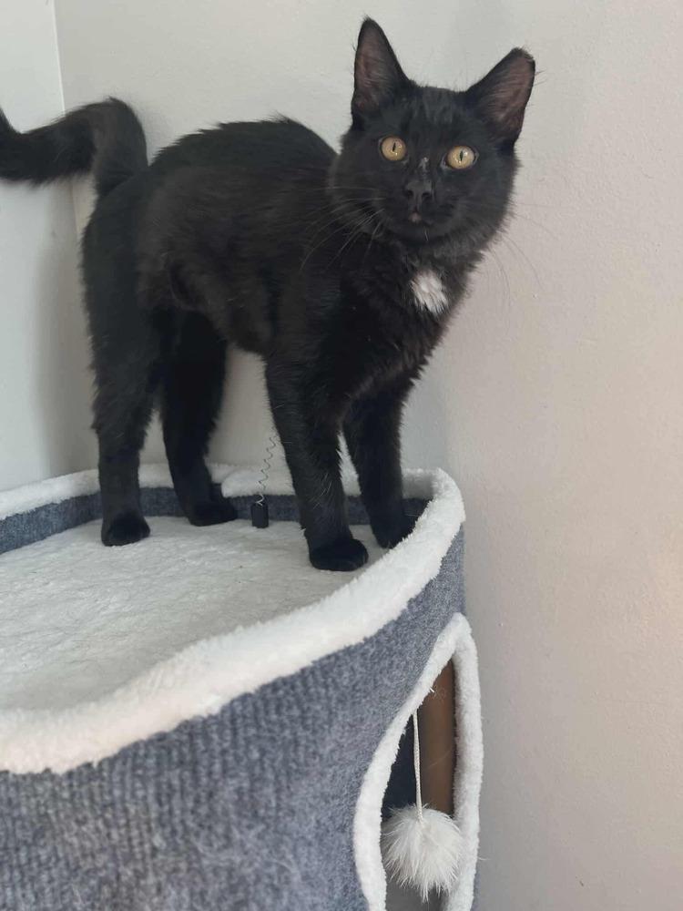 Miss Puddin, Adoptable, Young Female Domestic Medium Hair.