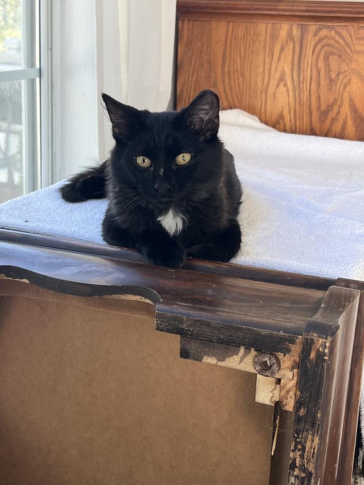 Miss Pudding, Adoptable, Young Female Domestic Short Hair.