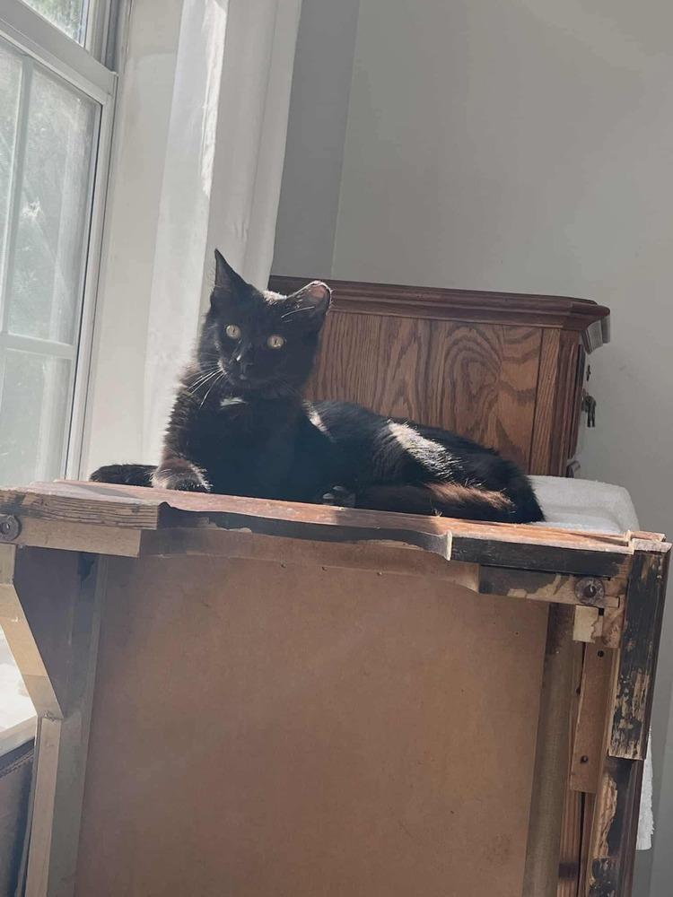 Enlarge Miss Puddin, a Adoptable Domestic Medium Hair in Kannapolis, NC image 5/5