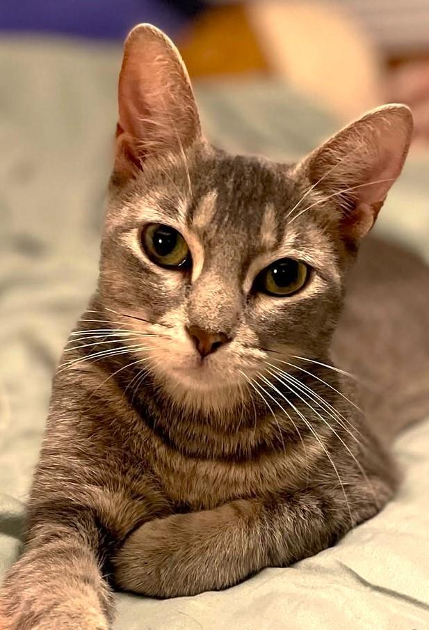 Linda, a Adopted mixed breed in Austin, TX image 4/6