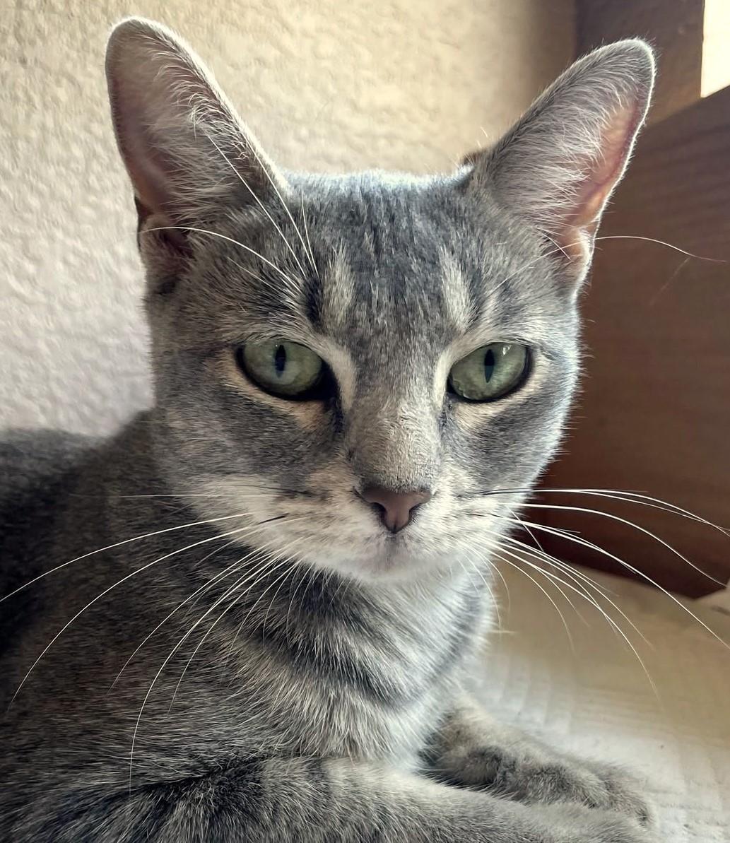 Linda, Adopted, Adult Female Abyssinian & Tabby.