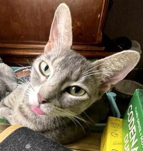 Linda, a Adopted mixed breed in Austin, TX image 5/6