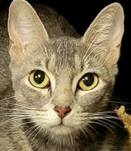 Linda, a Adopted mixed breed in Austin, TX image 1/6