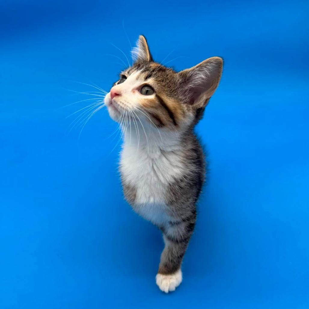 Jorinda, Adoptable, Kitten Female Domestic Short Hair.