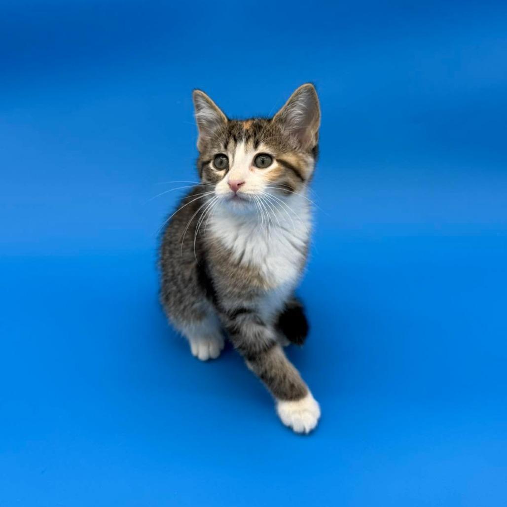 Enlarge Jorinda, a Adoptable Domestic Short Hair in Plainfield, IL image 2/6