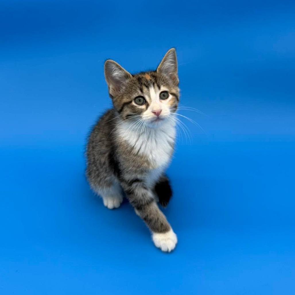 Enlarge Jorinda, a Adoptable Domestic Short Hair in Plainfield, IL image 3/6