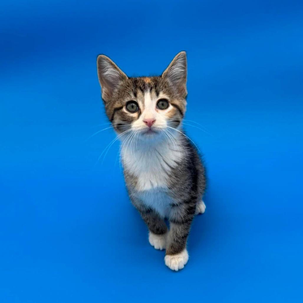 Enlarge Jorinda, a Adoptable Domestic Short Hair in Plainfield, IL image 4/6