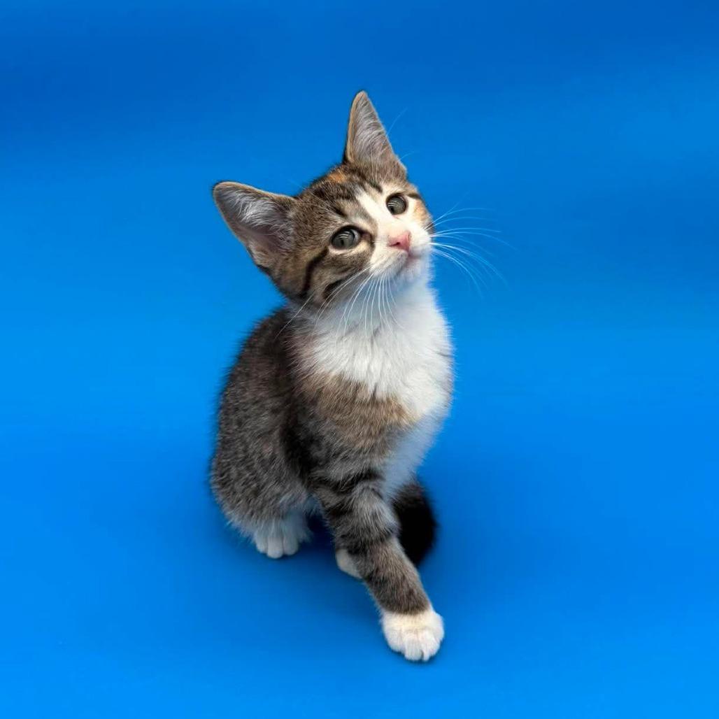Enlarge Jorinda, a Adoptable Domestic Short Hair in Plainfield, IL image 5/6