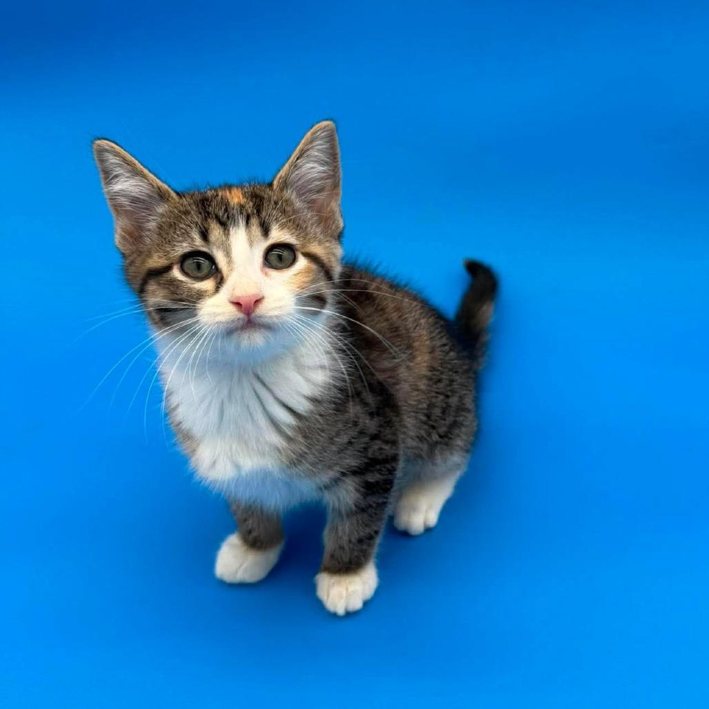 Enlarge Jorinda, a Adoptable Domestic Short Hair in Plainfield, IL image 6/6