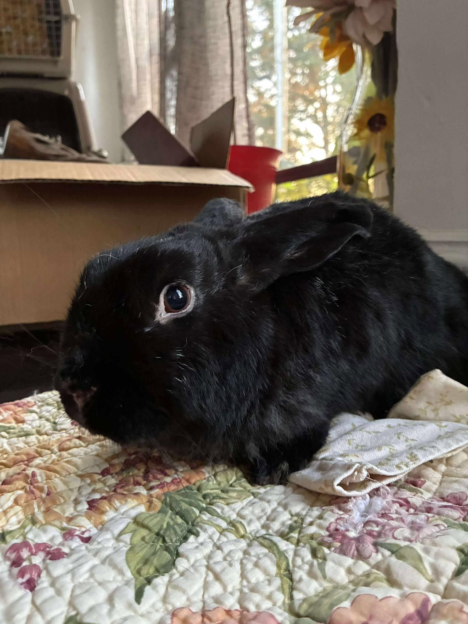 Skippy, a Adoptable mixed breed in Westbrook, ME image 3/6