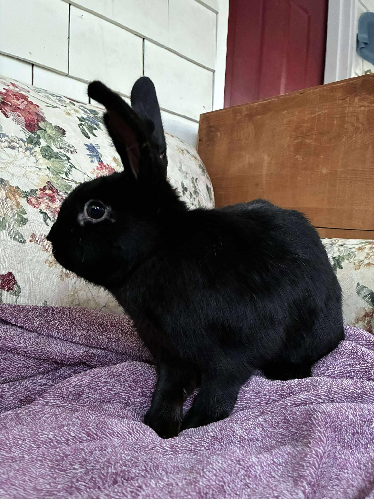 Skippy, a Adoptable mixed breed in Westbrook, ME image 4/6