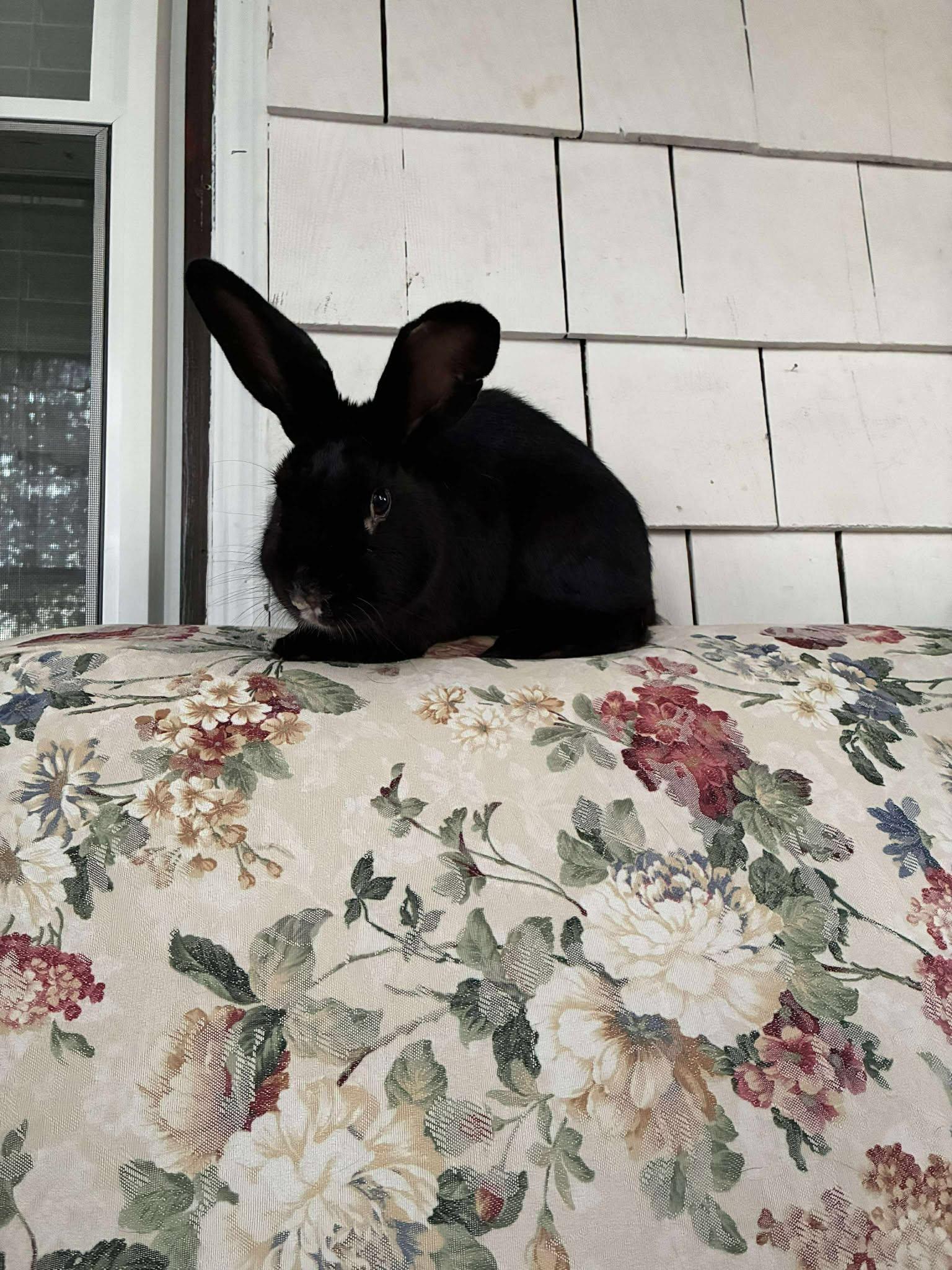 Skippy, a Adoptable mixed breed in Westbrook, ME image 5/6