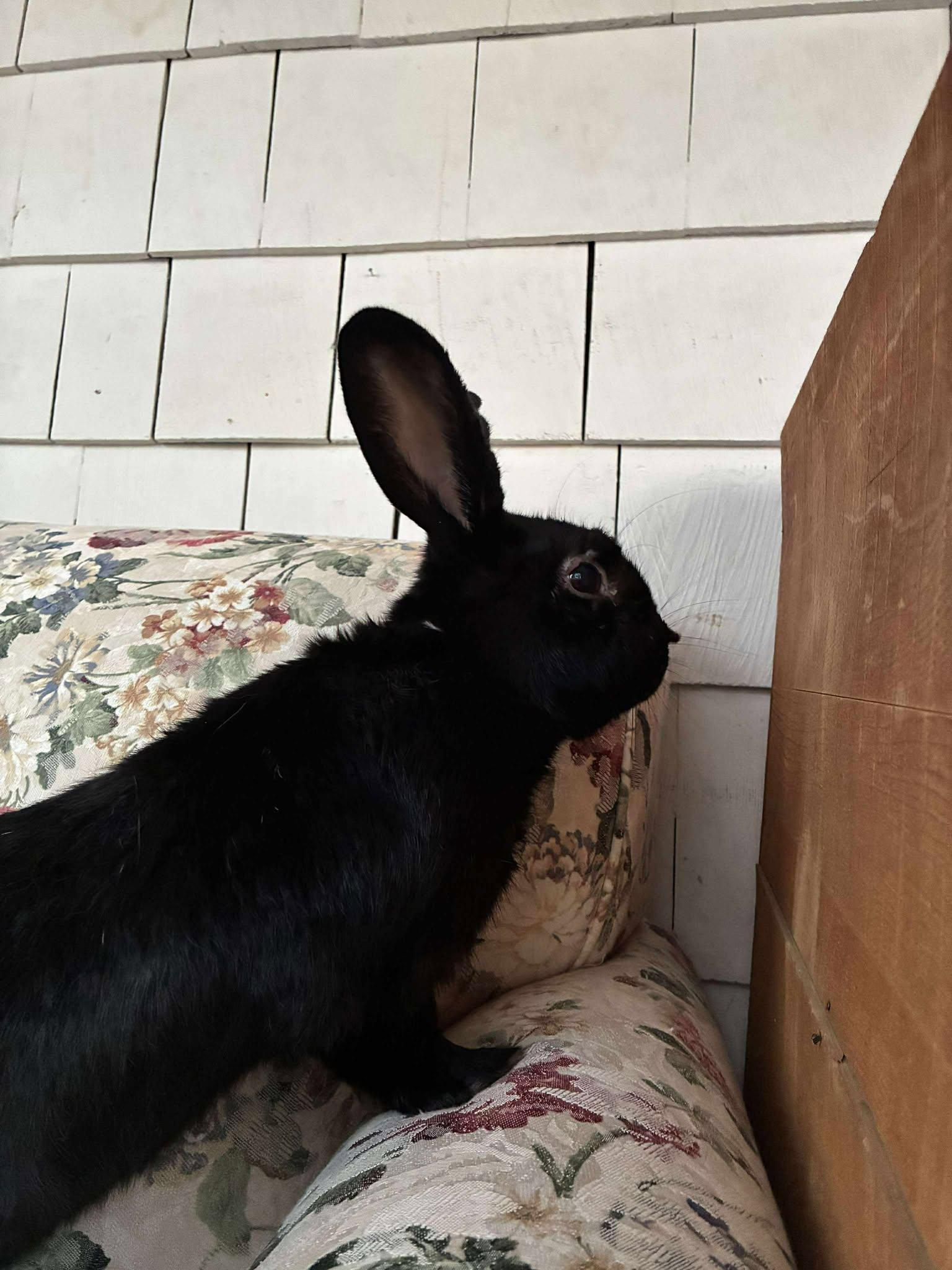 Skippy, a Adoptable mixed breed in Westbrook, ME image 6/6