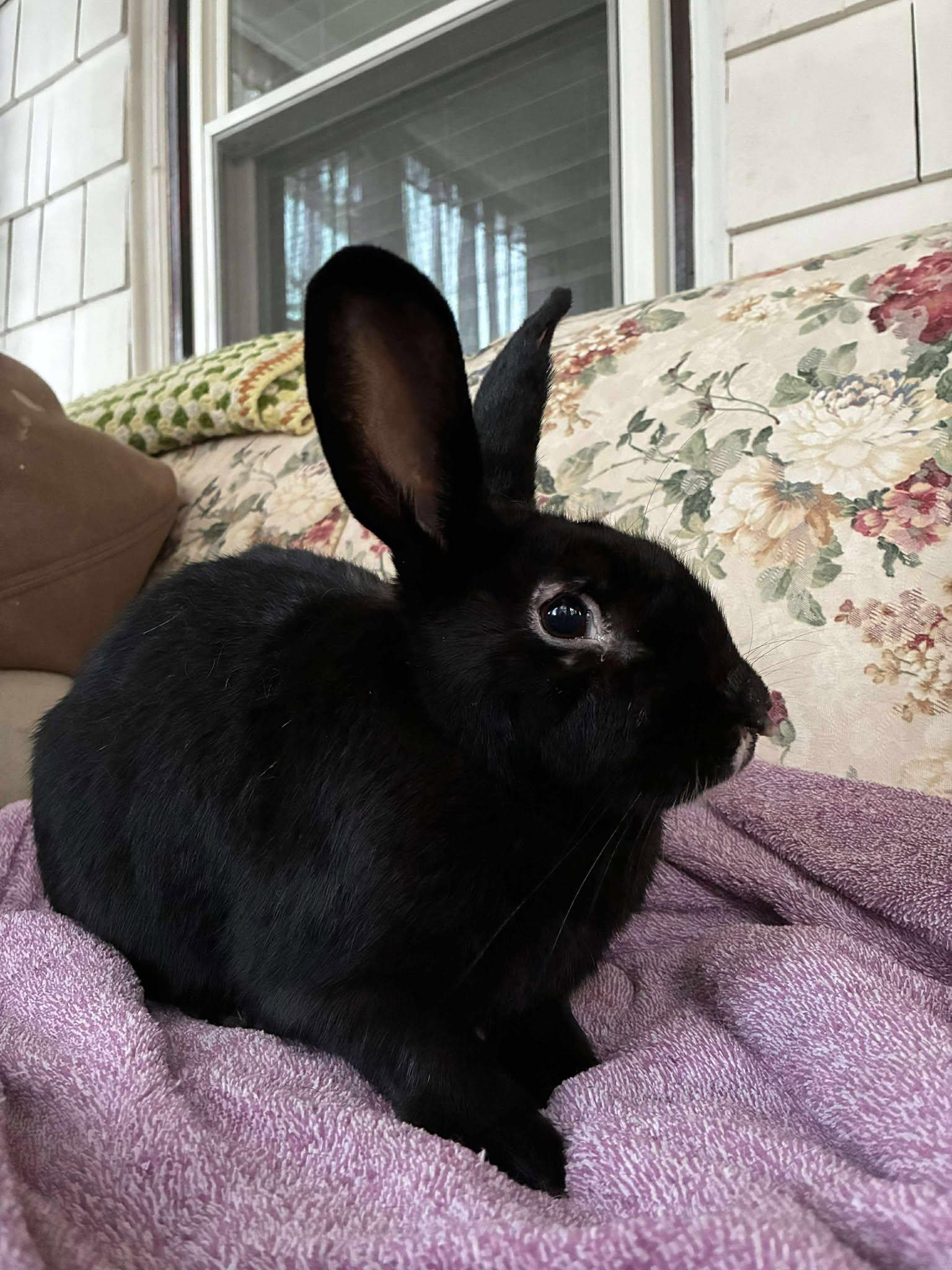 Skippy, a Adoptable mixed breed in Westbrook, ME image 1/6