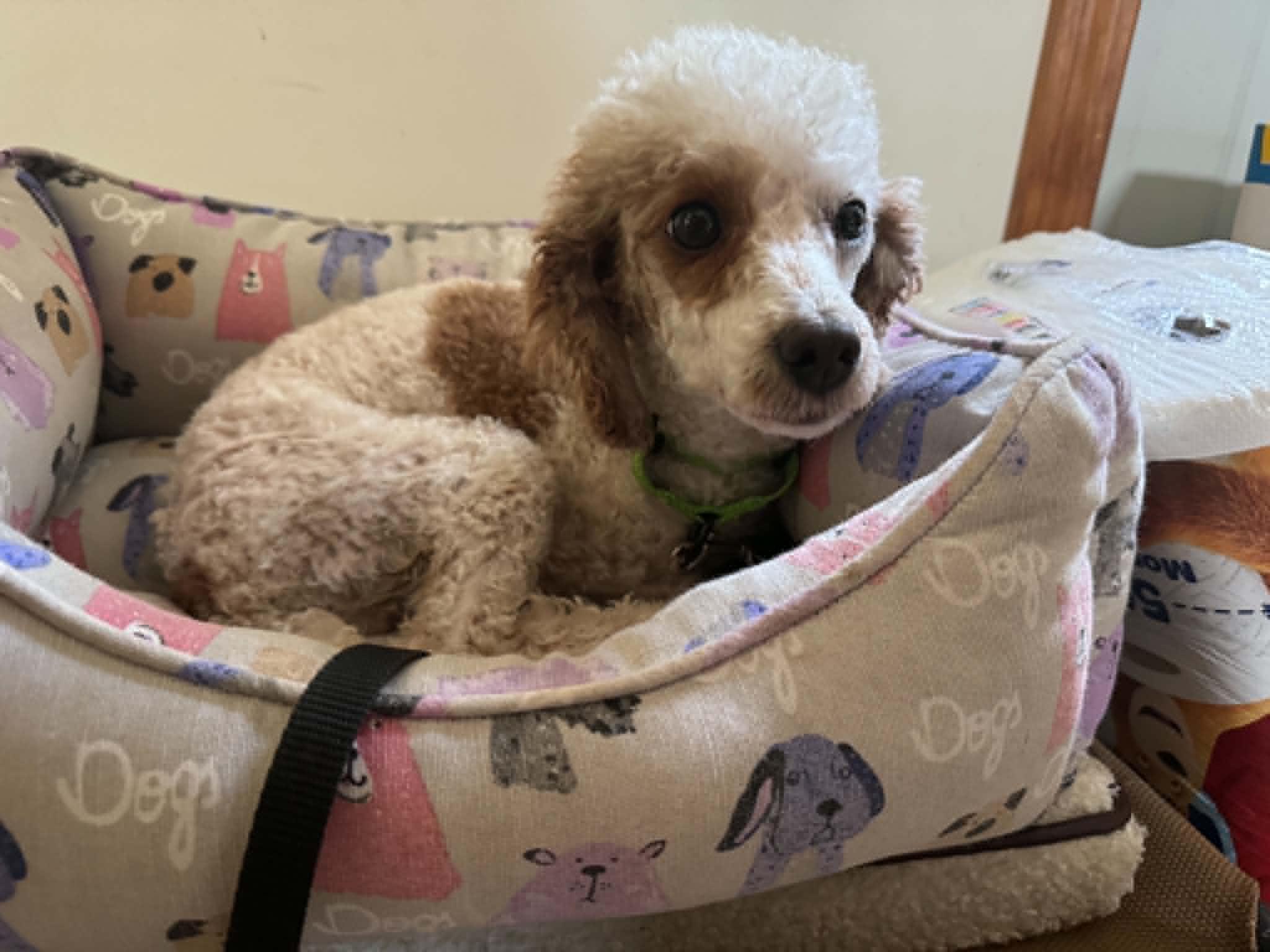 Enlarge Raspberry, a ADOPTABLE Miniature Poodle in Brunswick, ME image 1/1