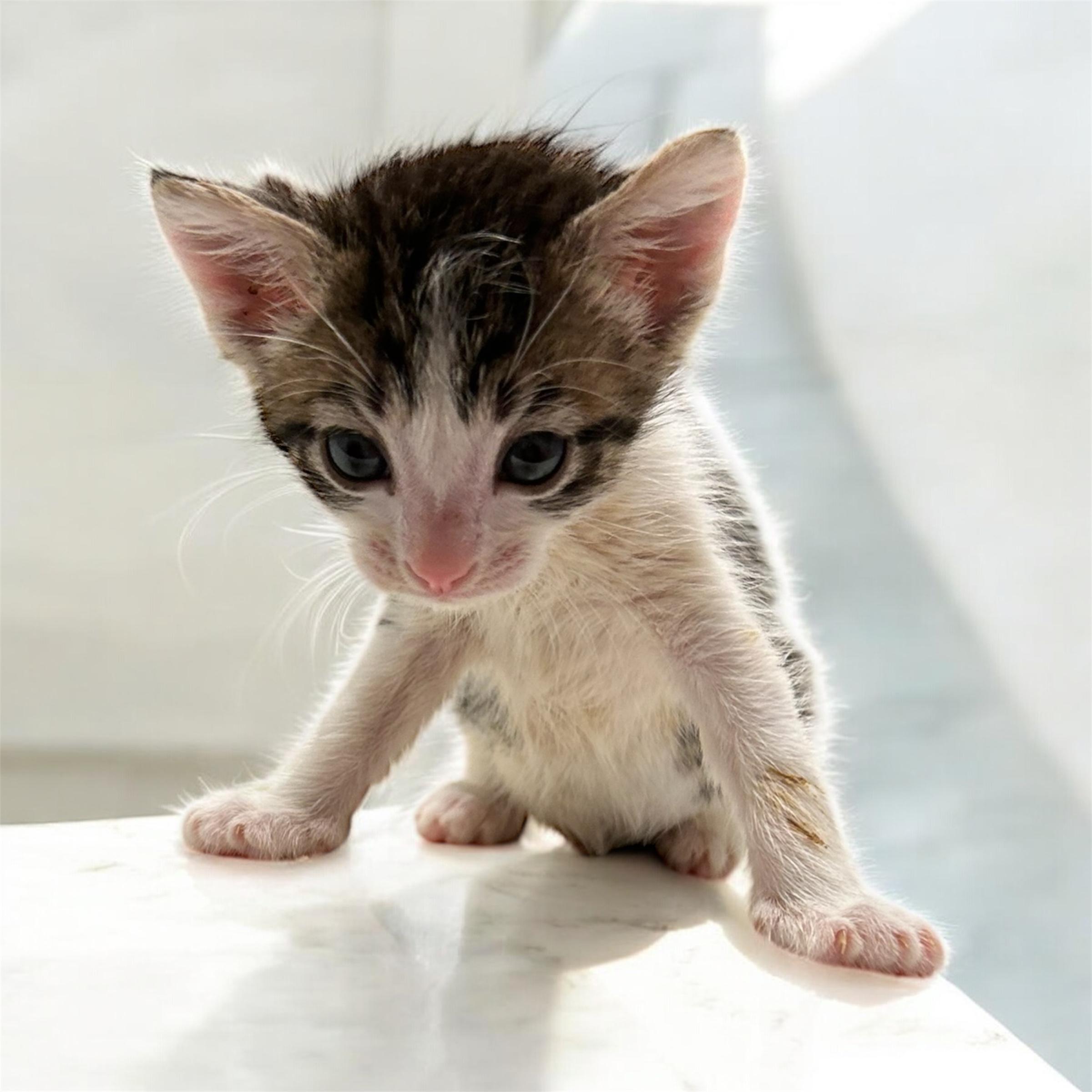 Pickles, Baby Male Domestic Short Hair