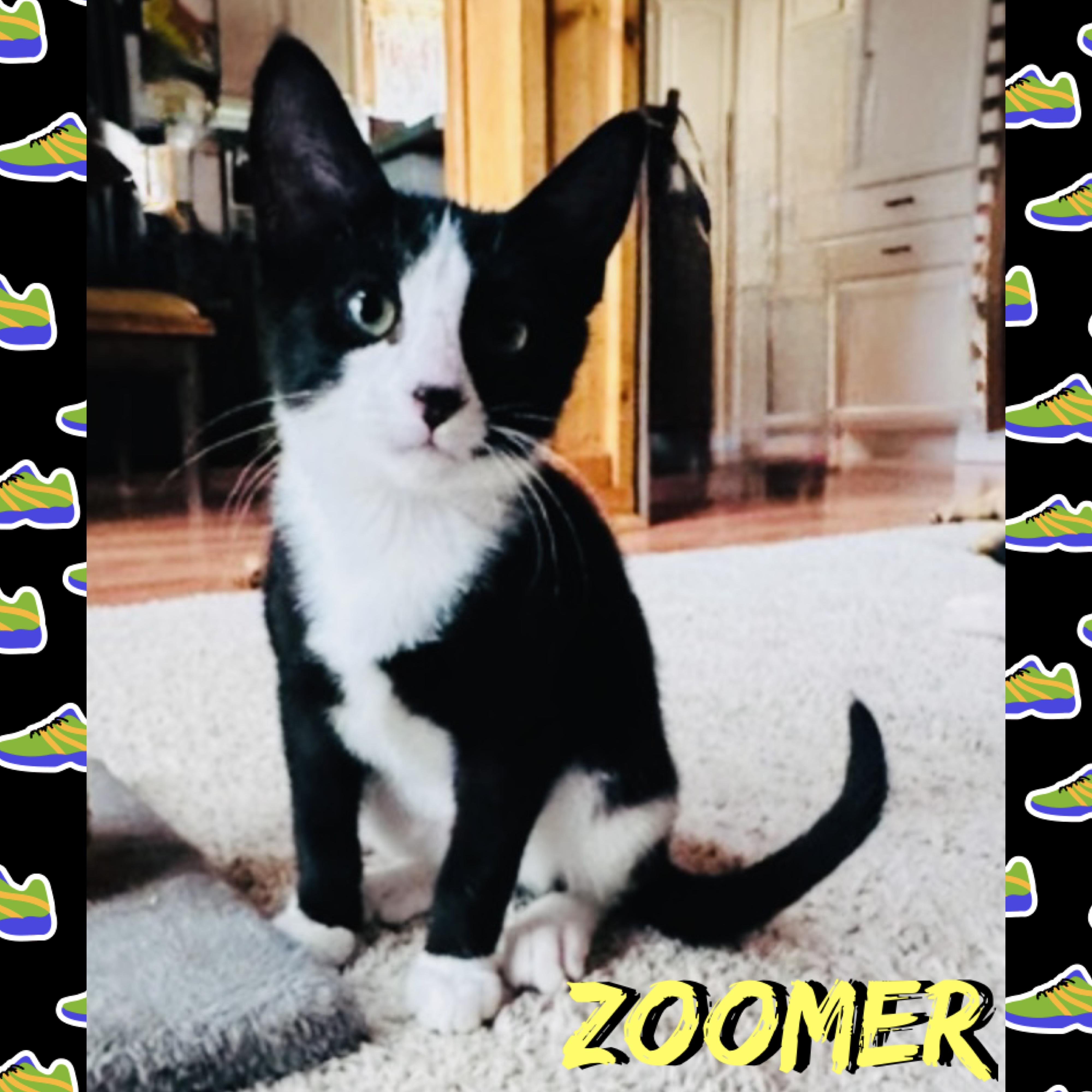 Zoomer, ADOPTABLE, Kitten Male Domestic Short Hair.