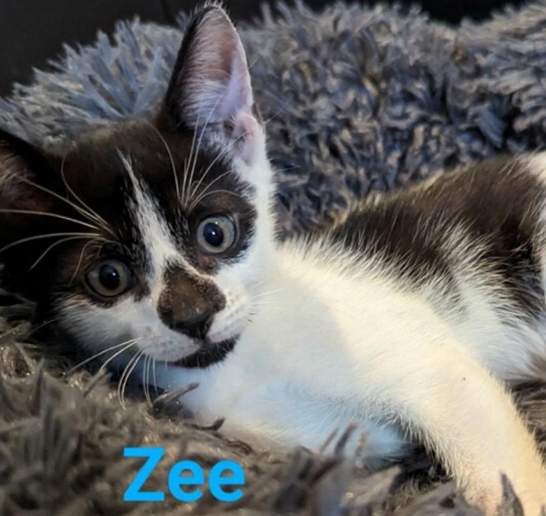 Zee, an adoptable Domestic Short Hair in Davie, FL_image-1