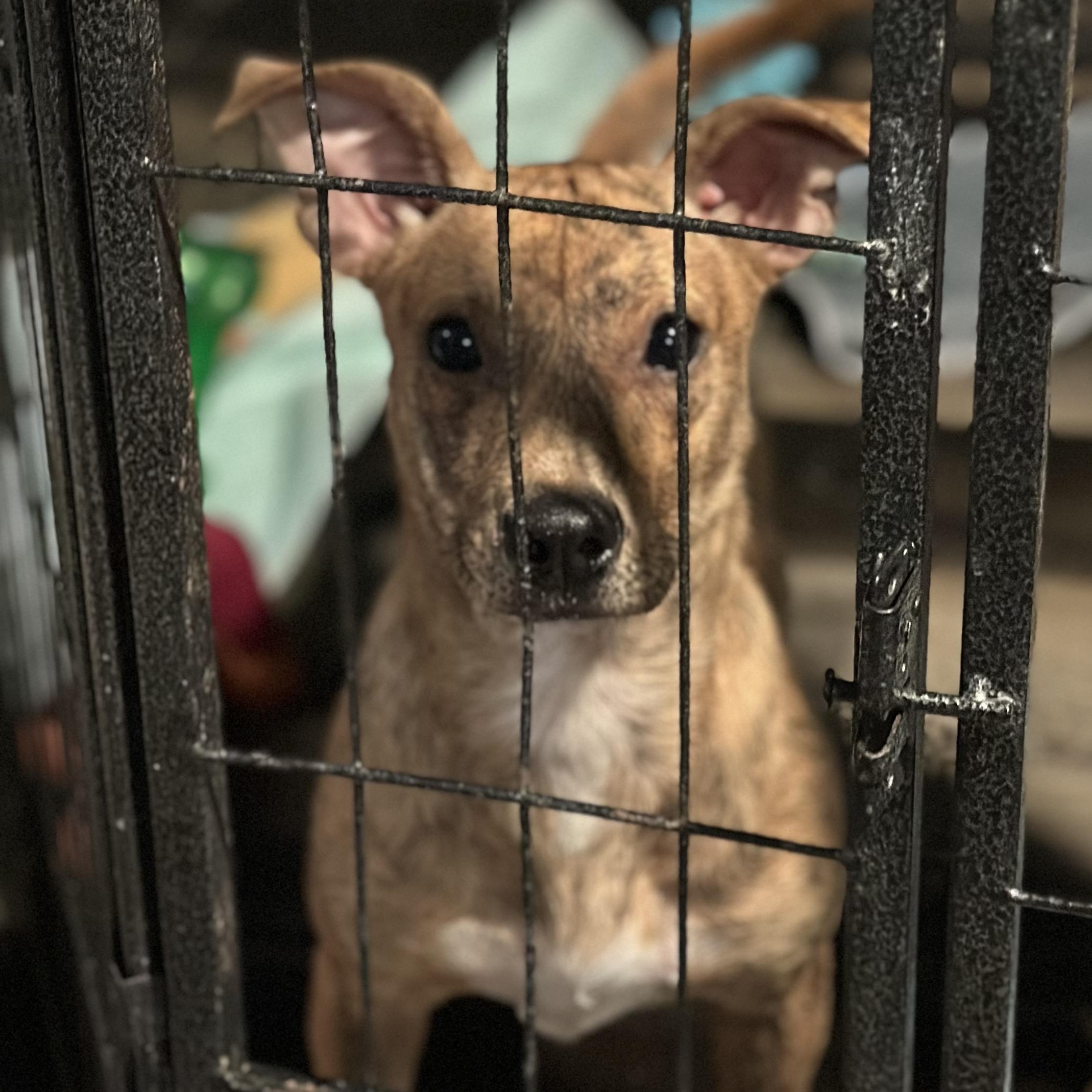 Dos, Adoptable, Young Male Chihuahua & Terrier.