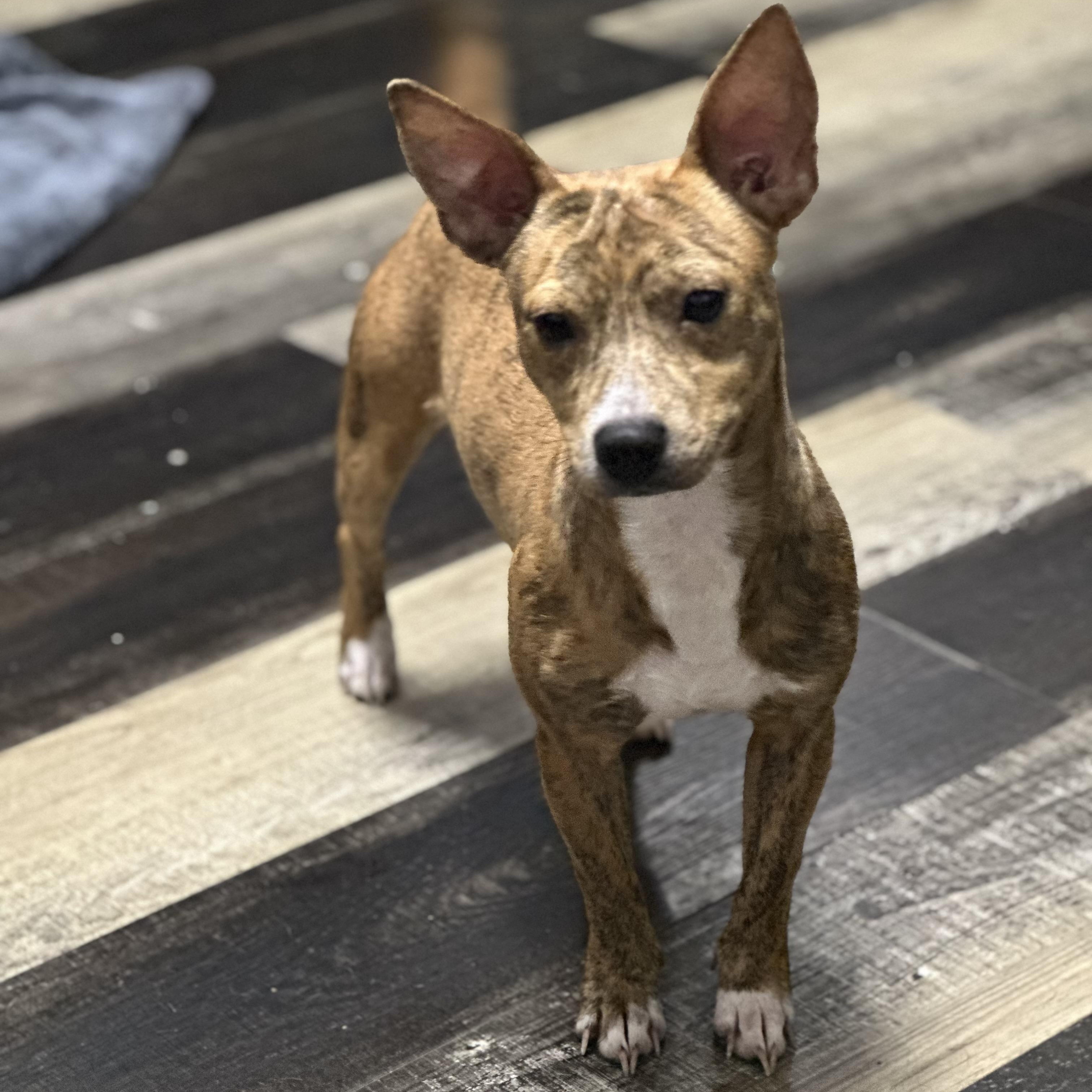 Dos, Adoptable, Young Male Chihuahua & Terrier.