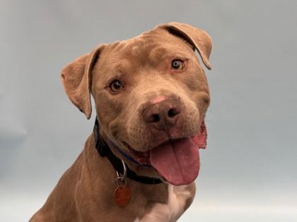 Enlarge Trey, a Adoptable mixed breed in Golden Valley, MN image 1/1