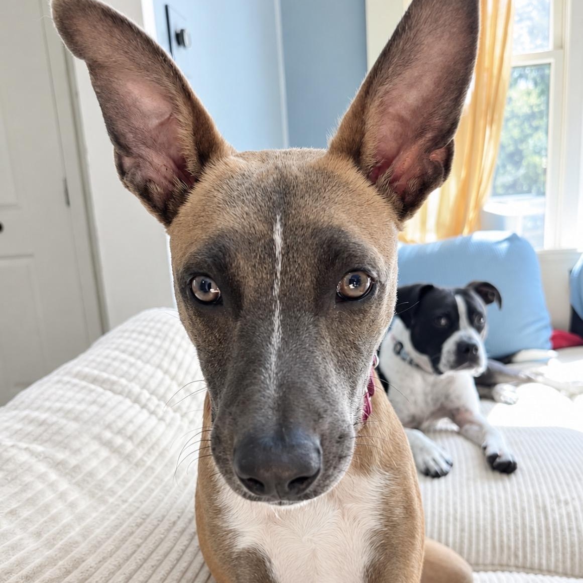 Enlarge Fern Flintstone - Local pup, a Adoptable mixed breed in Andover, MA image 3/6