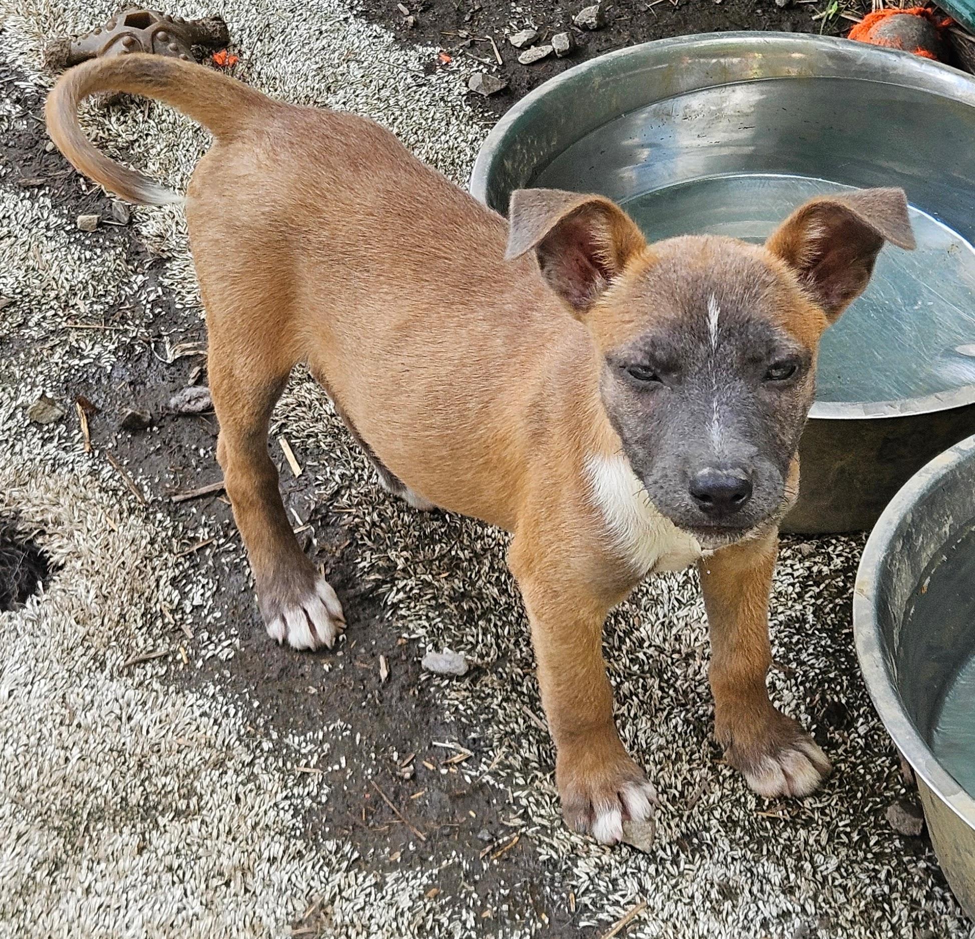 Enlarge Fern Flintstone - Local pup, a Adoptable mixed breed in Andover, MA image 6/6