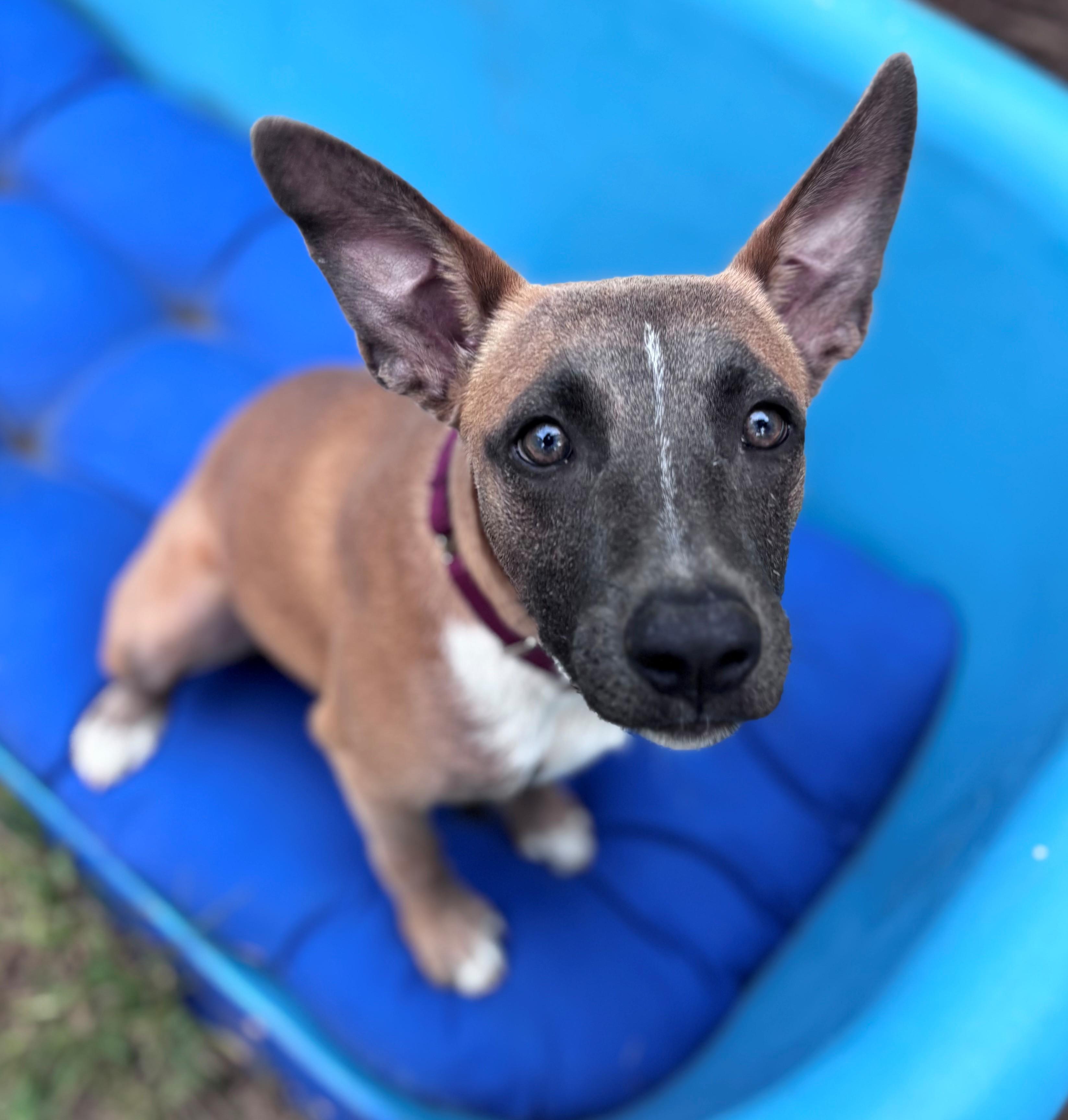 Enlarge Fern Flintstone - Local pup, a Adoptable mixed breed in Andover, MA image 4/6
