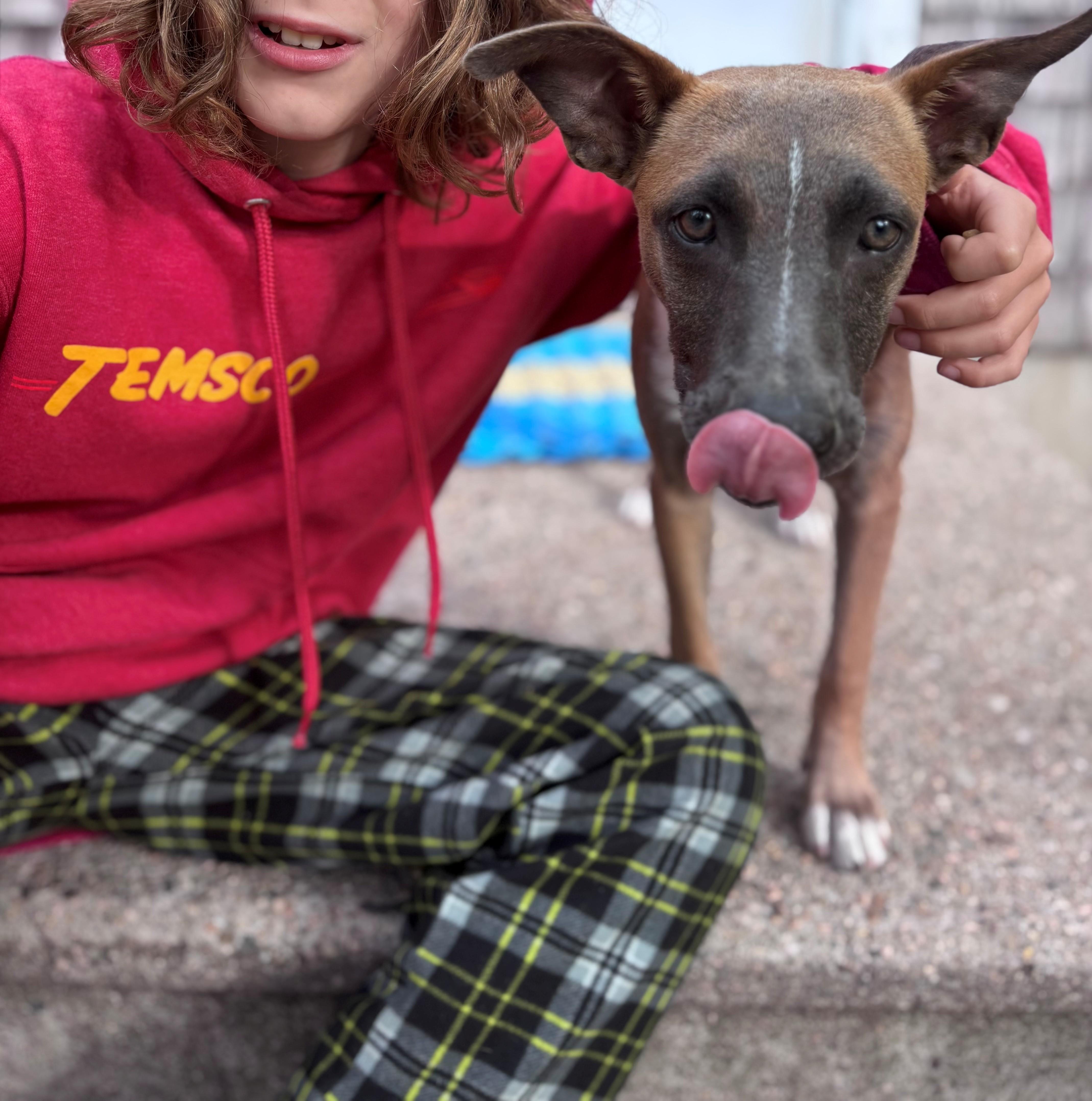 Enlarge Fern Flintstone - Local pup, a Adoptable mixed breed in Andover, MA image 2/6
