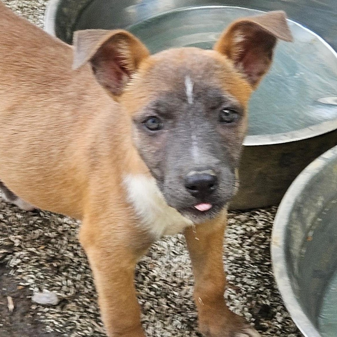 Enlarge Fern Flintstone - Local pup, a Adoptable mixed breed in Andover, MA image 5/6