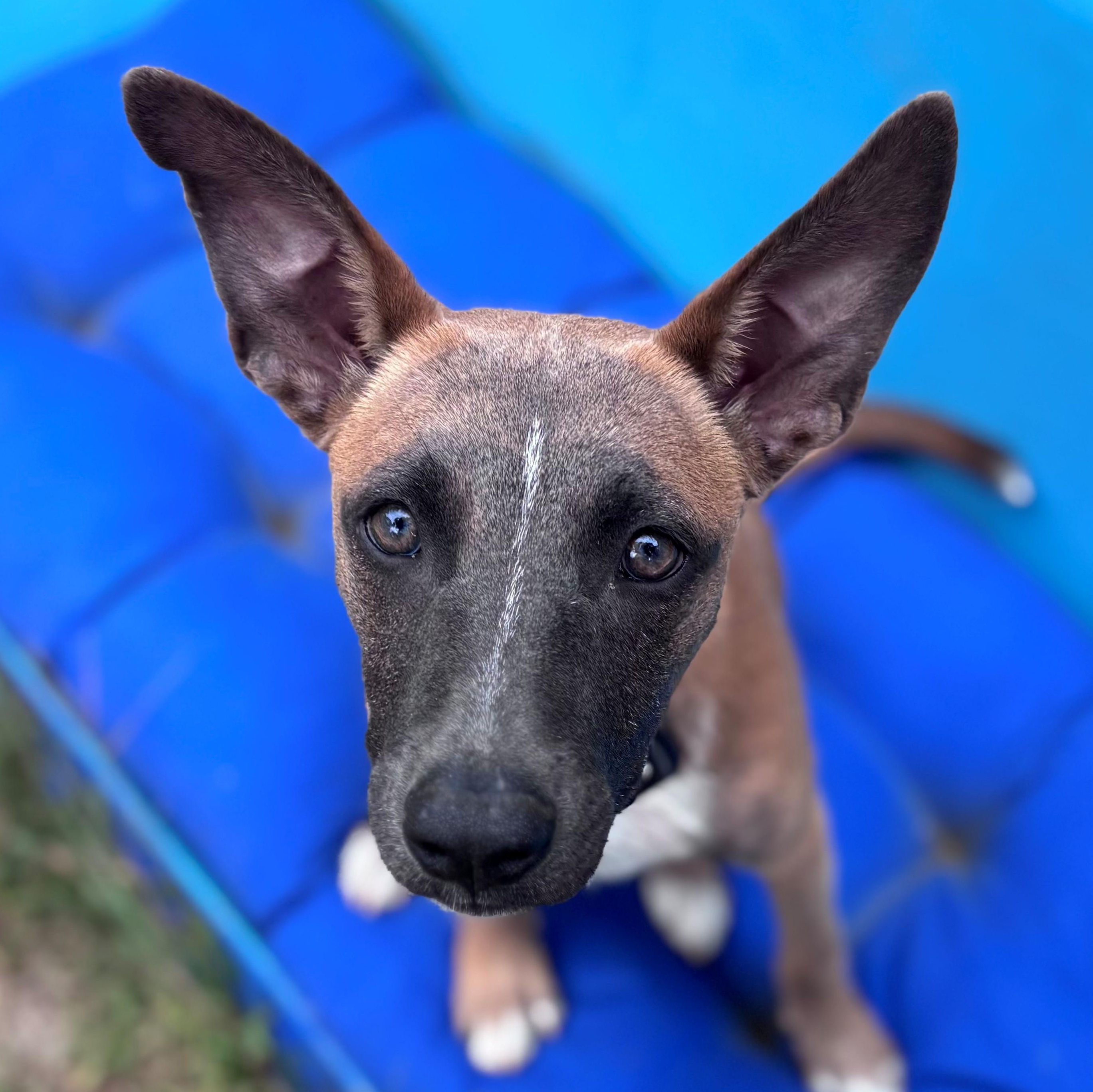 Enlarge Fern Flintstone - Local pup, a Adoptable mixed breed in Andover, MA image 1/6