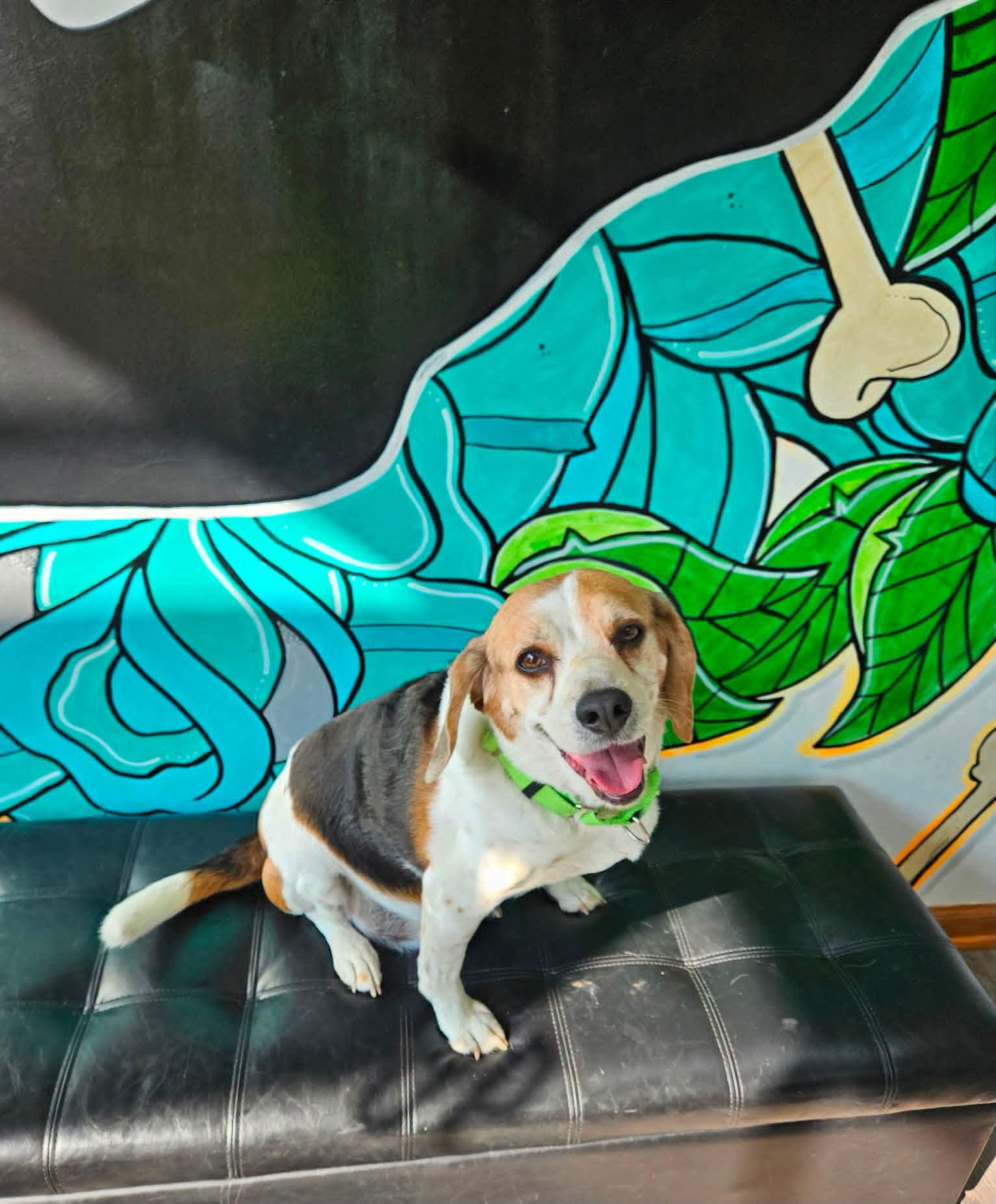 HOWLBERT, ADOPTABLE, Adult Male Beagle.