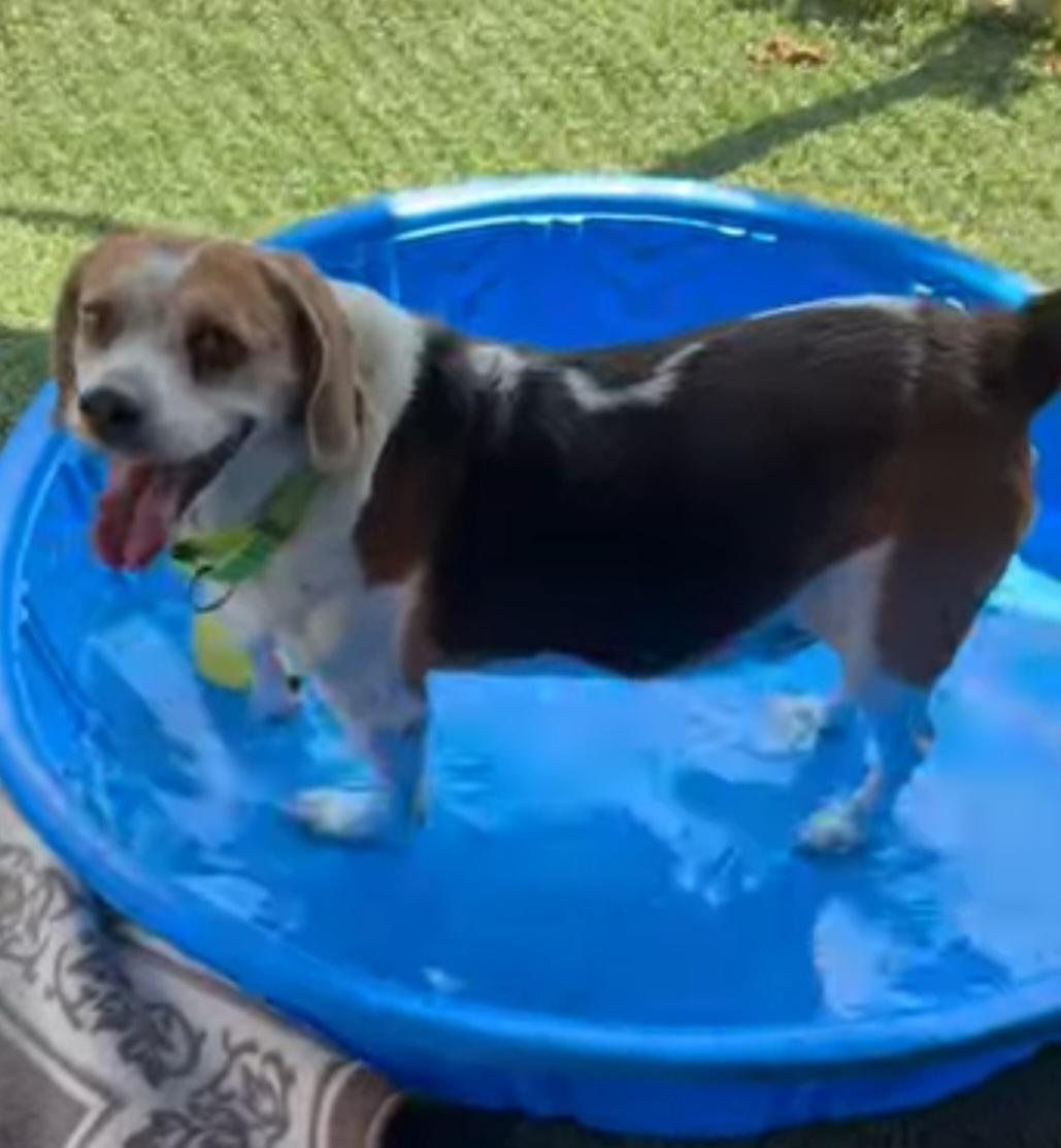 HOWLBERT, a ADOPTABLE Beagle in Vandergrift, PA image 2/2