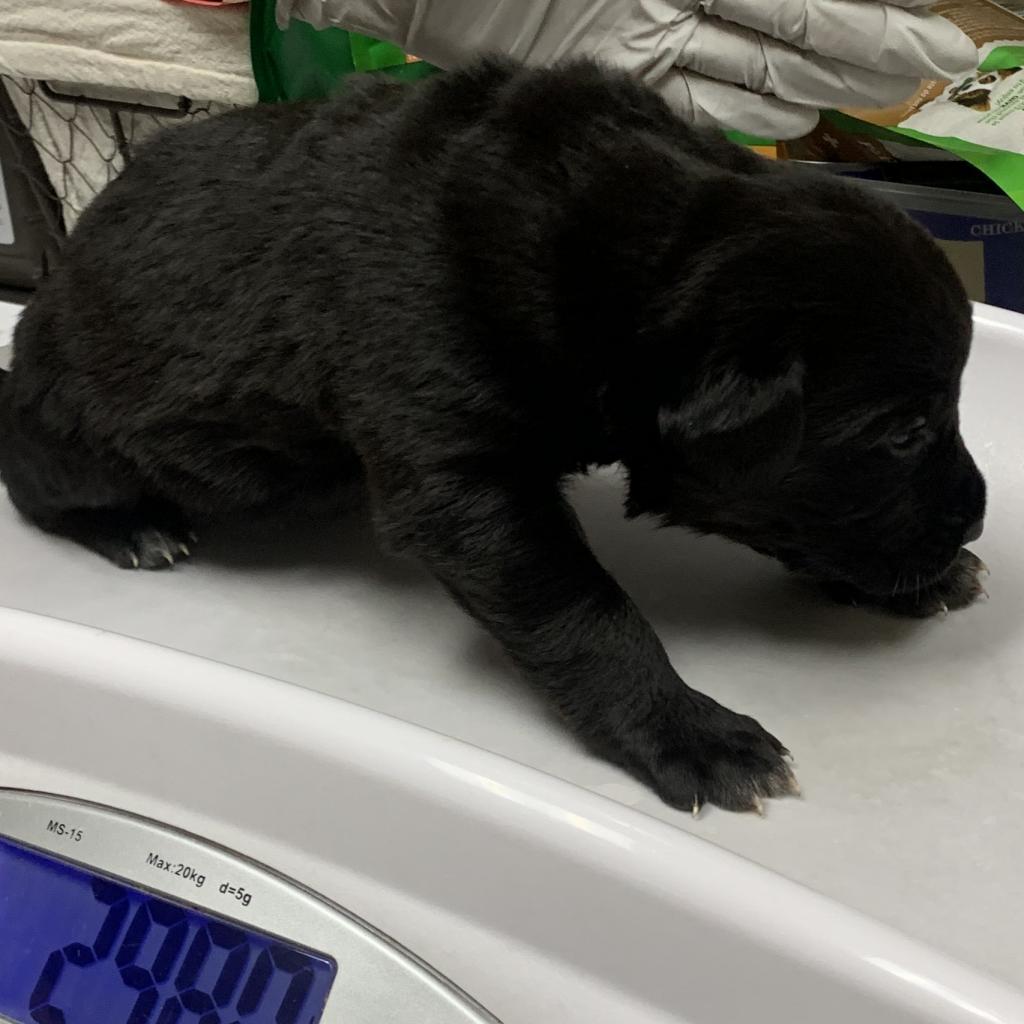 Birdie, Adoptable, Adult Female Labrador Retriever & Mixed Breed.