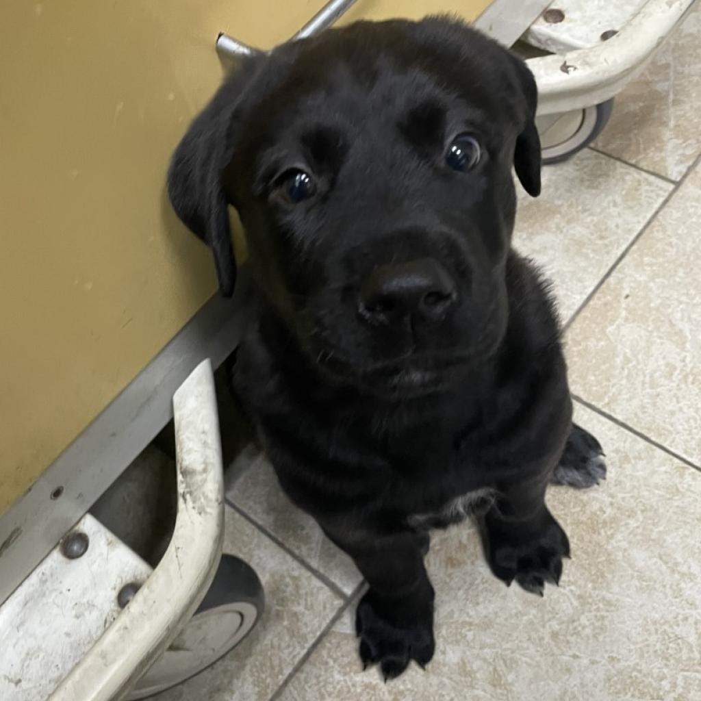 Enlarge Birdie, a Adoptable mixed breed in Galveston, TX image 4/4