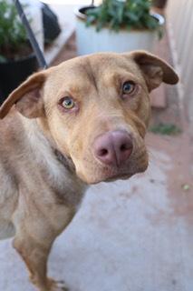 Josie, a Adoptable mixed breed in Page, AZ image 1/4
