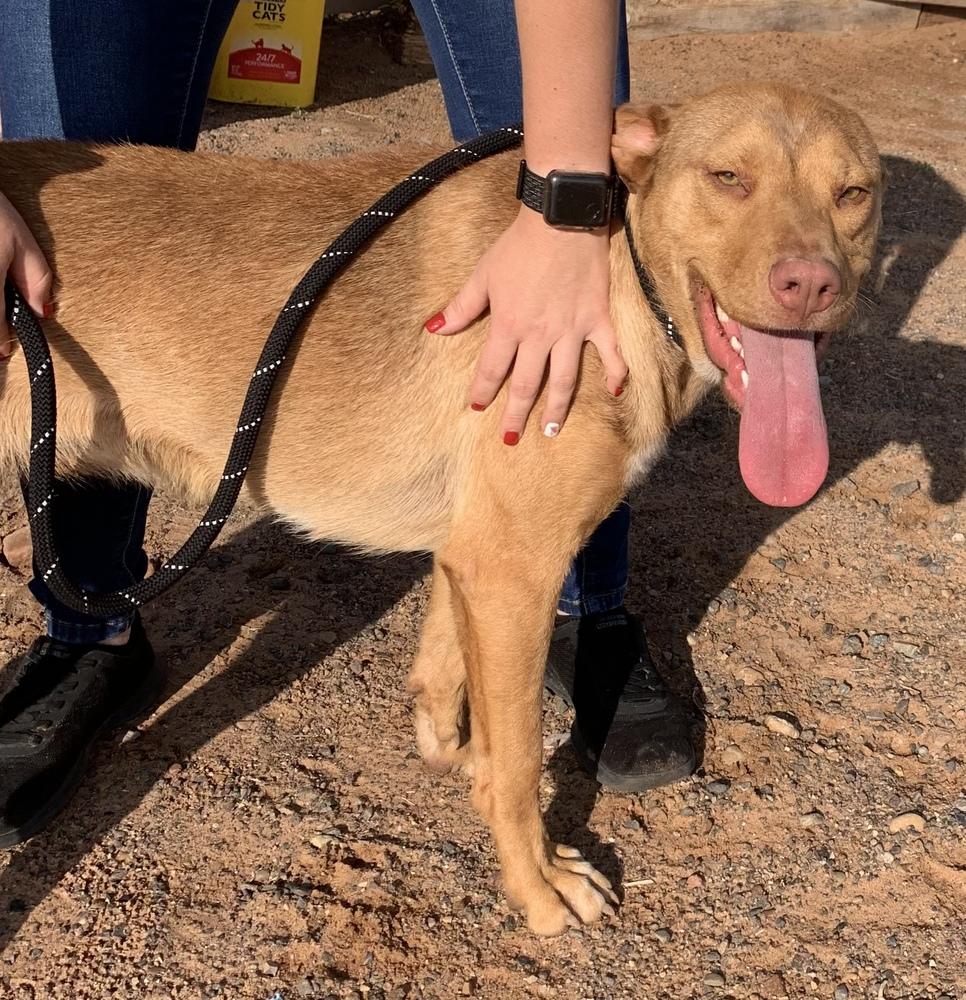 Josie, a Adoptable mixed breed in Page, AZ image 2/4