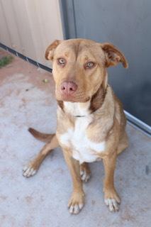 Josie, a Adoptable mixed breed in Page, AZ image 3/4