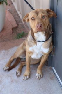 Josie, a Adoptable mixed breed in Page, AZ image 4/4